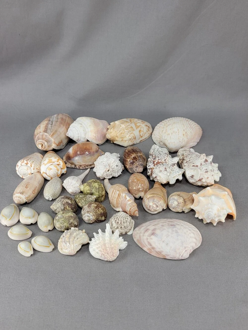 Mixed Shell Seashell Lot Beach Wedding Coastal Nautical Crafts Decor